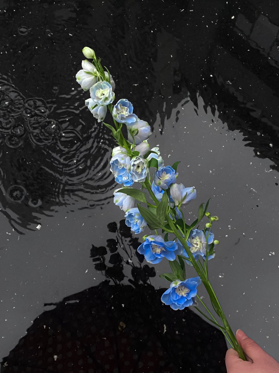 gardenofcolours's tweet photo. https://t.co/FQN6Q7PbkH