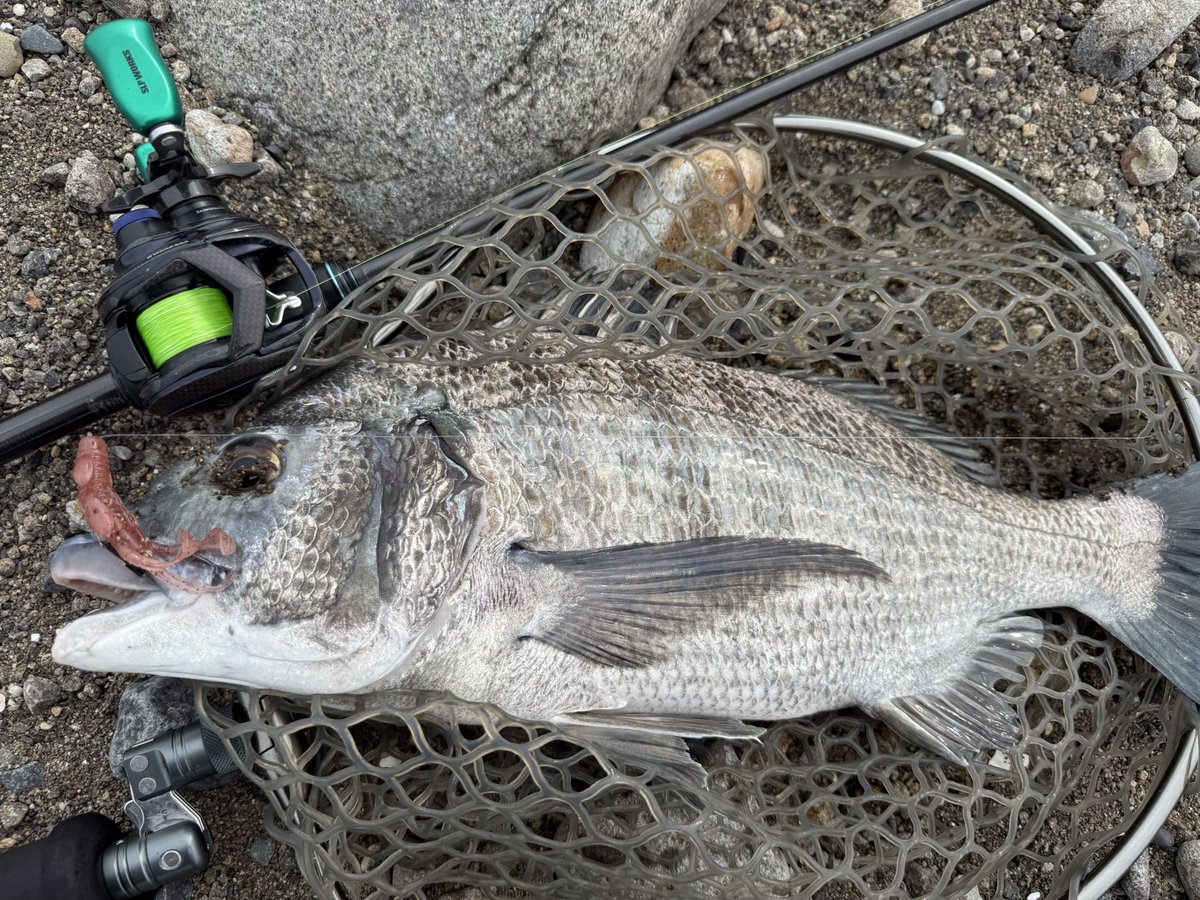 KENBO_0725_'s tweet photo. 2026.8.15
午後から釣行🎣
昨日のポイントへ🐟
最近は少し涼しくて釣りしやすい😊
SINKKER:slim 7g
LURE:NOIKE Smokin'Dad Donkey BOO
HOOK:触角フック
#NOIKE
#noikeマーケティング
#触角フック https://t.co/O0q6bDcVbf