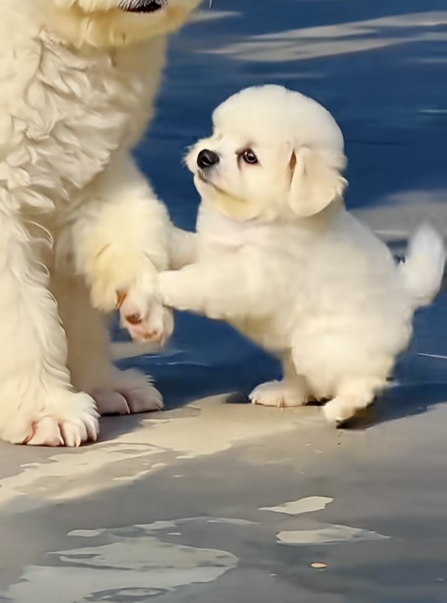 mohadazeez's tweet photo. My rescue puppy just hit his 6-month mark—from a wobbly newborn to a zooming, cookie-stealing little troublemaker, every growth moment is pure gold.  #PetGrowthJourney， https://t.co/cYk4x1Pd1l