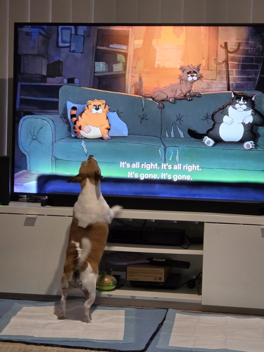 PeterFo46396181's tweet photo. Brutus barking at animated cats 😂 #alleycats https://t.co/VbxCETLYvP