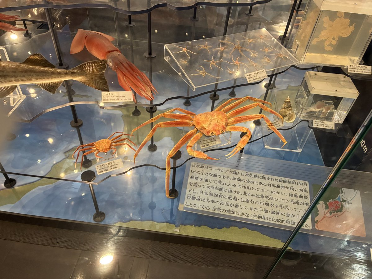 uniuni_look's tweet photo. かはく自体は長期休みのたびに行くんですけど、こんなにカニに注目したのは初めてでした。ドワー https://t.co/lgVh8muIuS