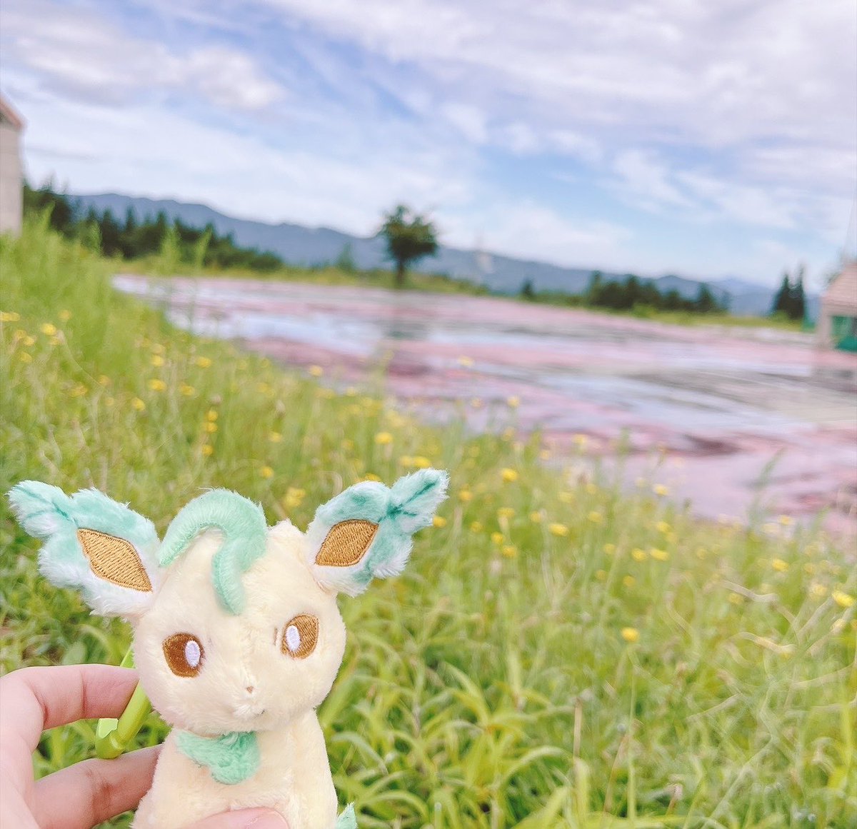 h_jry's tweet photo. リーフィアとお出掛け〜🍃
からの家帰ったらJリーグコラボ届いてた〜！！
オーちゃん可愛い🐳🩷 https://t.co/kkQ6naexfU