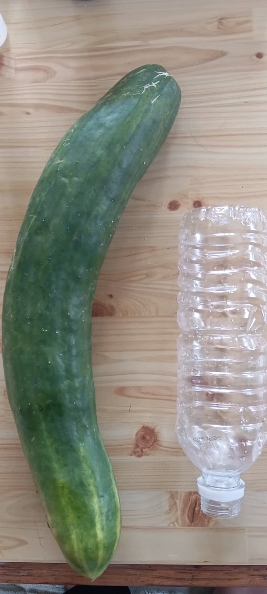 OnPairs's tweet photo. コミケ行けないけど自家産きゅうり載せとく🥒✨

#トリッカル #キュウリの種 https://t.co/pwcDytprdn