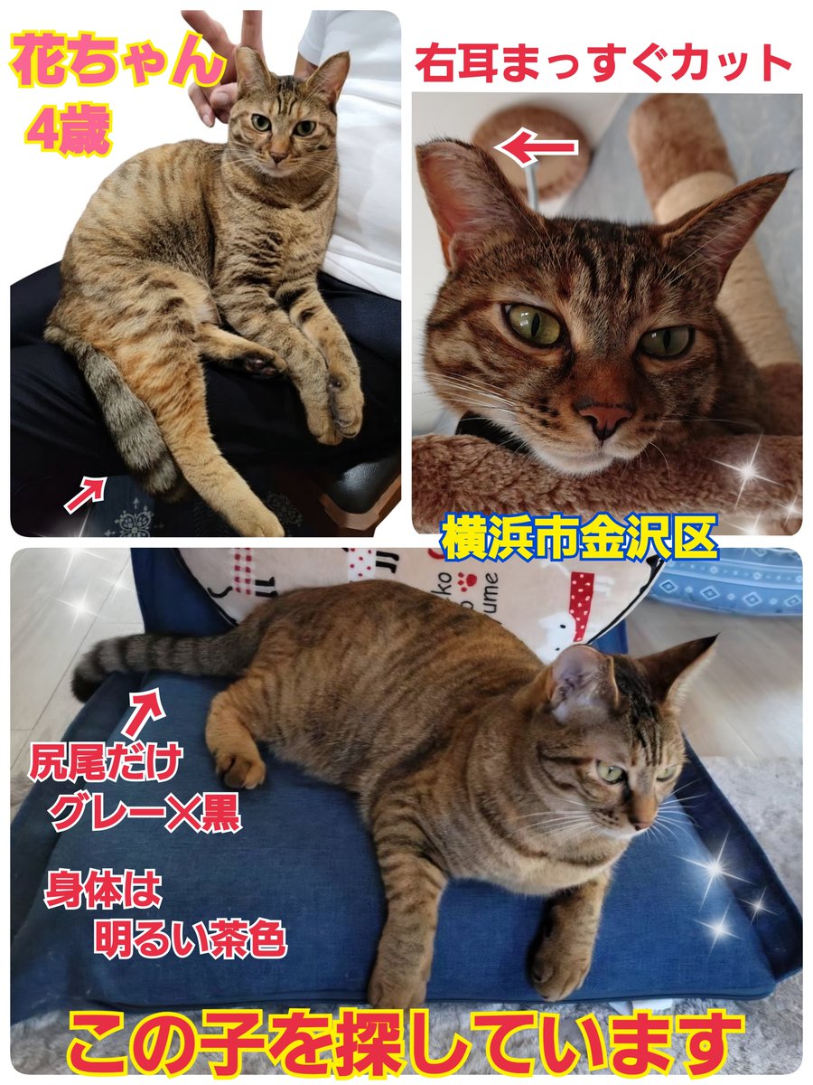 squirrelemi's tweet photo. 猫を探しています。花ちゃん4歳。明るい茶色、右耳まっすぐカット、長い尻尾だけはグレー✕黒の縞々模様です。2024年4月11日横浜市金沢区富岡東の自宅から私の不注意で外に出てしまい迷子のままです。花を保護してくださっているかたはいらっしゃいませんか。
#猫を探しています
#拡散希望
#よこかな https://t.co/ydom5e2kjm