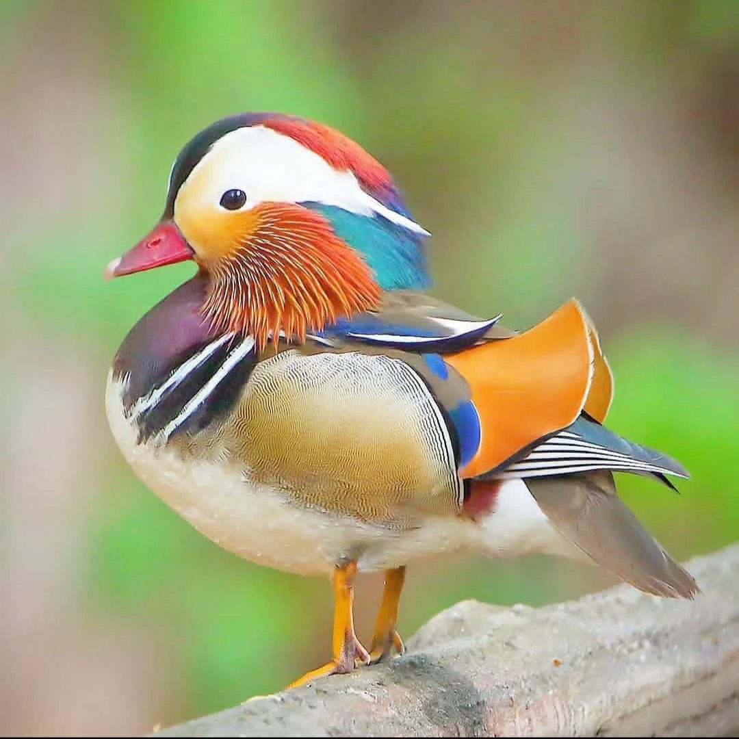 lapreskription's tweet photo. 🚨 LE CANARD MANDARIN EST BIEN PLUS QU’UN OISEAU MAGNIFIQUE ! ❤️

En ASIE DE L’EST, il est considéré comme un SYMBOLE DE L’AMOUR, DE LA FIDÉLITÉ ET DE LA DÉVOTION ÉTERNELLE. 🥹 https://t.co/VGUnLPlpNh