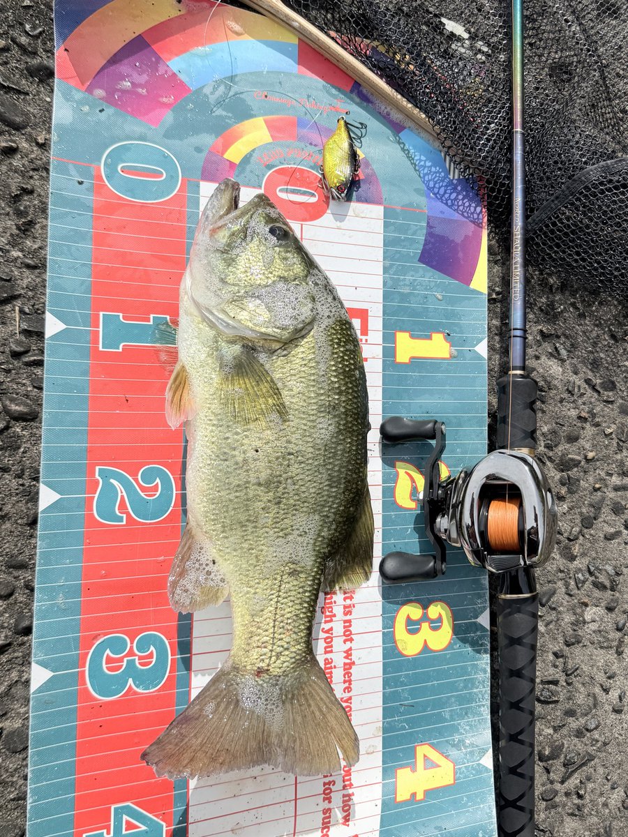 Casting_MASTER_'s tweet photo. 夏休み最後の北浦釣行
バス2本シーバス19本
朝マヅメは全く反応なかったからリアクション狙いに切り替えてミノーの超高速巻きとバイブレーションの高速ボトムノックで

#北浦 #バス釣り #シーバス https://t.co/xUiLOj43ps