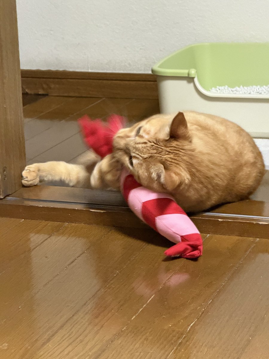 AbyNewbold's tweet photo. 荒ぶるよ、ウチは。 https://t.co/sep6AaDhre