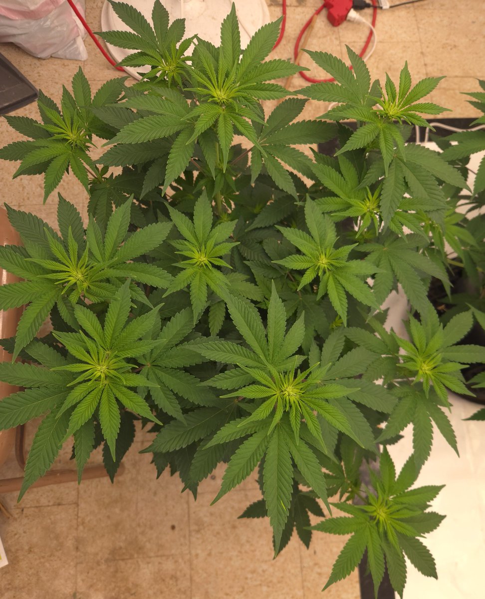 kclightup's tweet photo. Morning check in on the plants and they have really jumped in size the past couple day's.
Temps= 80-81Β°
Humidity=50-52%
Ppfd 900-1000
#koshernutrients Base and Bloom=1100 ppm
#secretled SL-760
@GrowersChoice_ ROI-F720
#growyourown #fuckcancer #GetScreened https://t.co/Q9svReavVQ