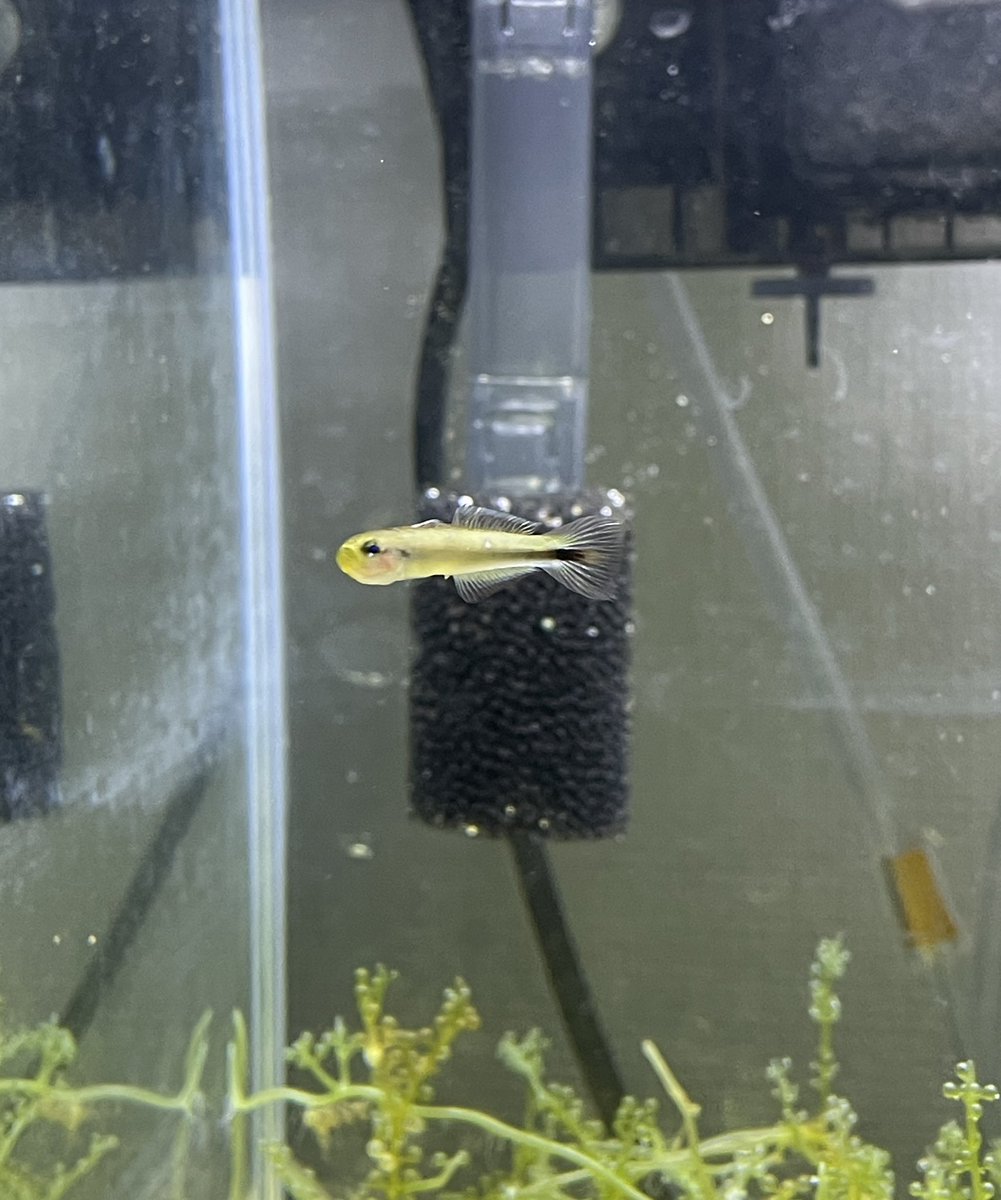 Co78357949's tweet photo. パイロットフィッシュは近所の港で無限湧きしてるサツキハゼ(あってる？)にお願いしました
岸壁のガサガサは難しい…コツがあるんだろうなー
1匹取るのに30分くらいかかりました汗 https://t.co/HmxwaYRAkW
