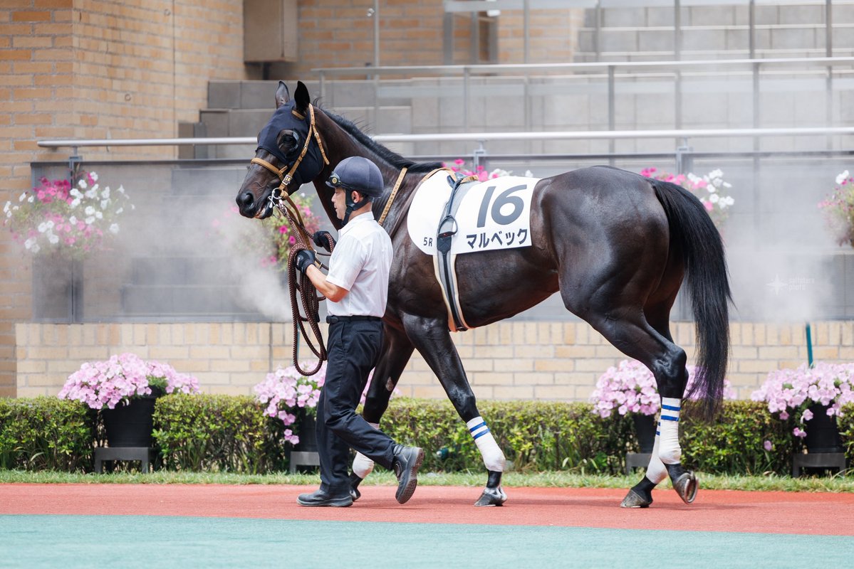 saltsters's tweet photo. #マルベック
J. #コレット
2026.8.15 中京5R https://t.co/o63gTkRVsC