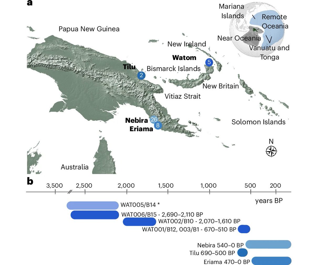 motherlander's tweet photo. Sejarah genetik nenek moyang penutur Oceanic di kepulauan Bismarck bisa direkonstruksi dari data arkeogenetik individu² kuno yang hidup 3000-500 tahun lalu di berbagai lokasi di pesisir Papua Nugini dan Kep. Bismarck.

Secara general, ketika nenek moyang Ami (salah satu kelompok etnolinguistik di Taiwan) mendarat di Taiwan, nenek moyang penutur Oceanic terpisah dan terus melanjutkan perjalanan menuju Pasifik. Dan ketika sebagian dari mereka memutuskan belok ke arah Kep. Mariana, sebagian yang lain terus melanjutkan perjalanan menyusuri pesisir utara PNG hingga sampai ke Kep. Bismarck.

Hanya model tersebut yang sesuai dengan data² arkeogenetik yang dianalisis oleh Kathrin Nägele et al. (2025)

Detail dari persebaran nenek moyang penutur Austronesia ke segala penjuru Kep. Asia Tenggara dan Pasifik mungkin akan saya drop hanya untuk Subscribers. So, don't miss it!
