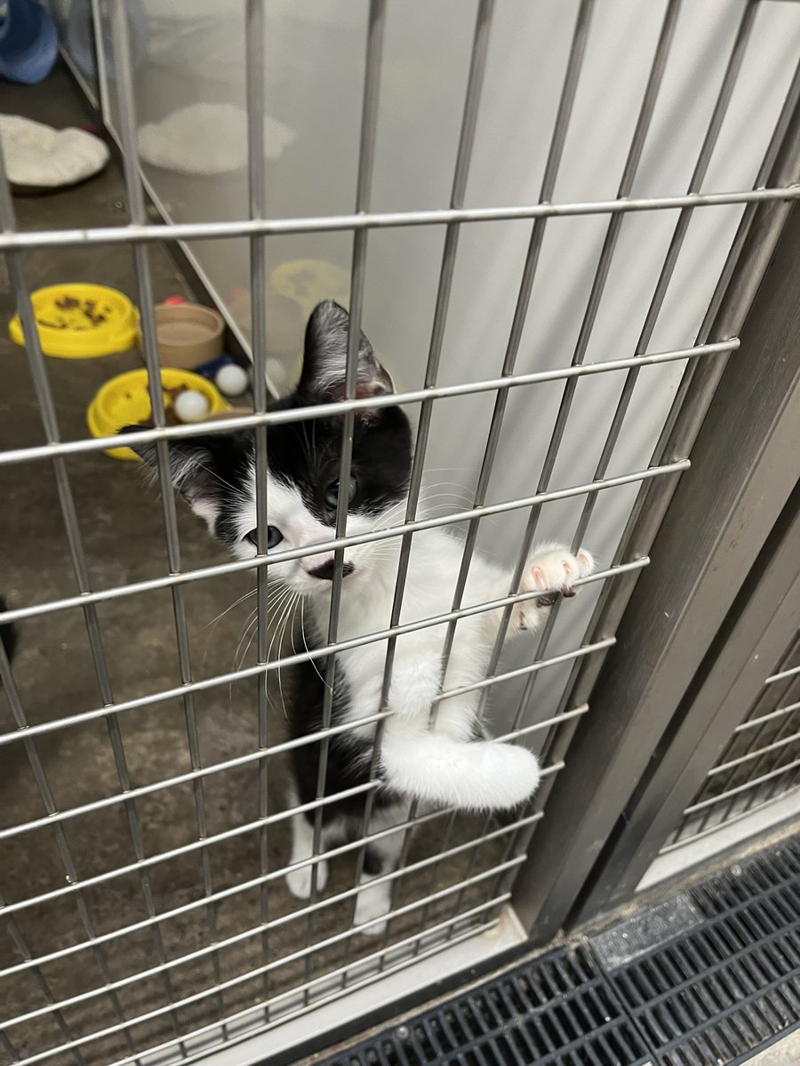 _67509864's tweet photo. 小黑猫Heihei，小警长Tara和小奶牛Sina全都具有奶牛那种需要驱魔的气质。他们仨非常喜欢一个布制三角形小玩具，以至于一上午玩得掉出笼门四次，我几乎成了他们的寻回犬。 https://t.co/fdnVCtgsEN