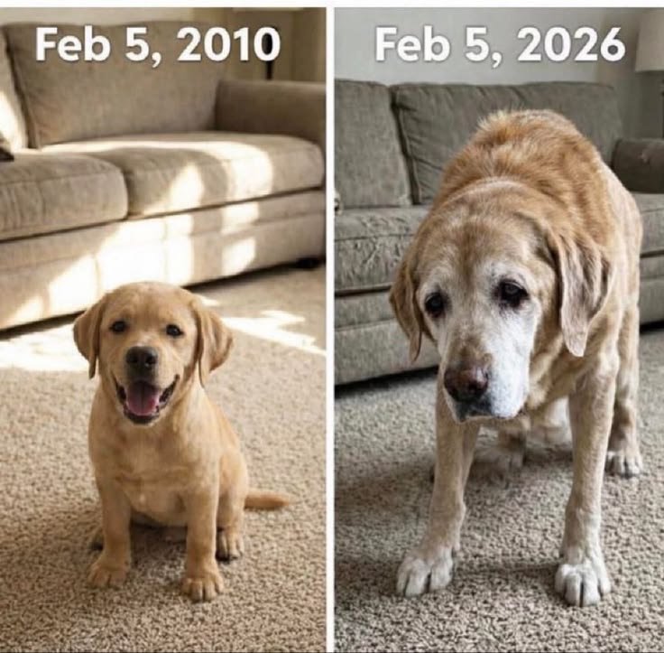 puppiesDoglover's tweet photo. So adorable https://t.co/puIBAG3s2c
