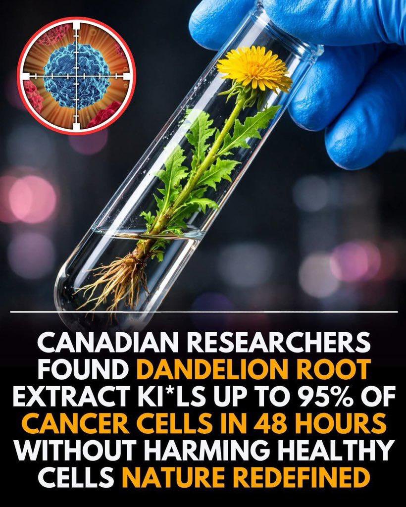 Whiplash437's tweet photo. DANDELION ROOT EXTRACT DESTROYS 95% OF CANCER CELLS — AND MAINSTREAM SCIENCE IS FINALLY CATCHING UP! 🌿👀🧐🔥

Dandelion root extract has been shown to destroy up to 95% of cancer cells in just 48 hours — targeting colon, pancreatic, and leukemia cells while leaving healthy tissue untouched. By triggering programmed cell death without the harsh side effects of chemo or radiation, this breakthrough is now moving toward human trials. Proof that some of the most powerful medicine may be growing right under our feet. 🌿

New study from Canadian researchers with big budgets just figured out what a stoner truther kid living out his camper van said over 6 years ago — but hey, better late than never! 🌱😜🌱