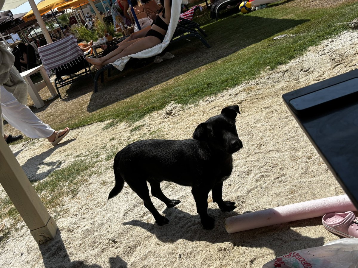 cansin811's tweet photo. Orspu çocukları 2 sokak köpeği sevme keyfimizi, mutluluğumuzu elimizden aldınız.

Şu hayvanlarla derdi olanın dilerim 7’den 70’e tüm sevdikleri çaresiz dertlerle uğraşsın https://t.co/yWm8VxeTYq