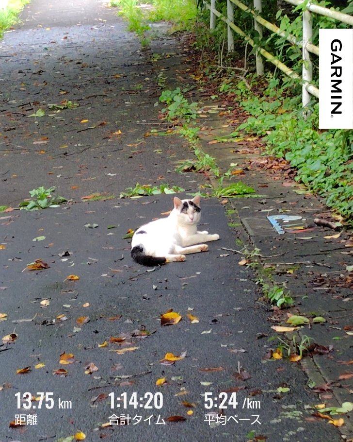 rarezako's tweet photo. #garmin #beatyesterday
ランニング山海コース。ネコチ���ン！🙀
久々に体組成計乗ったら体重そのままで筋肉量減ってた🥲 https://t.co/AFqK8z0y8O