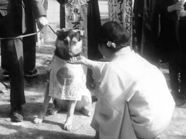 ShinjukuSokai's tweet photo. そういえば犬の出征式をやってたのって日本しかないんじゃないかな。
ハチ公の銅像を金属供出する時も銅像に日の丸を巻いて送り出してるからな。
こんな事をやっておきながら戦争末期や敗戦直後になると腹減って食べちゃうんだから人間は怖いよ。
本当に犬たちがかわいそうだ。
お国のためなんて言われても、犬にそんな事わかる訳ないのにな。
もちろん猫や馬たちもかわいそうだが、犬の場合は出征式の時に「これからどんな楽しい事が始まるんだろう」みたいな顔をしている子がいて、その後の事を想像すると悲しくなる。