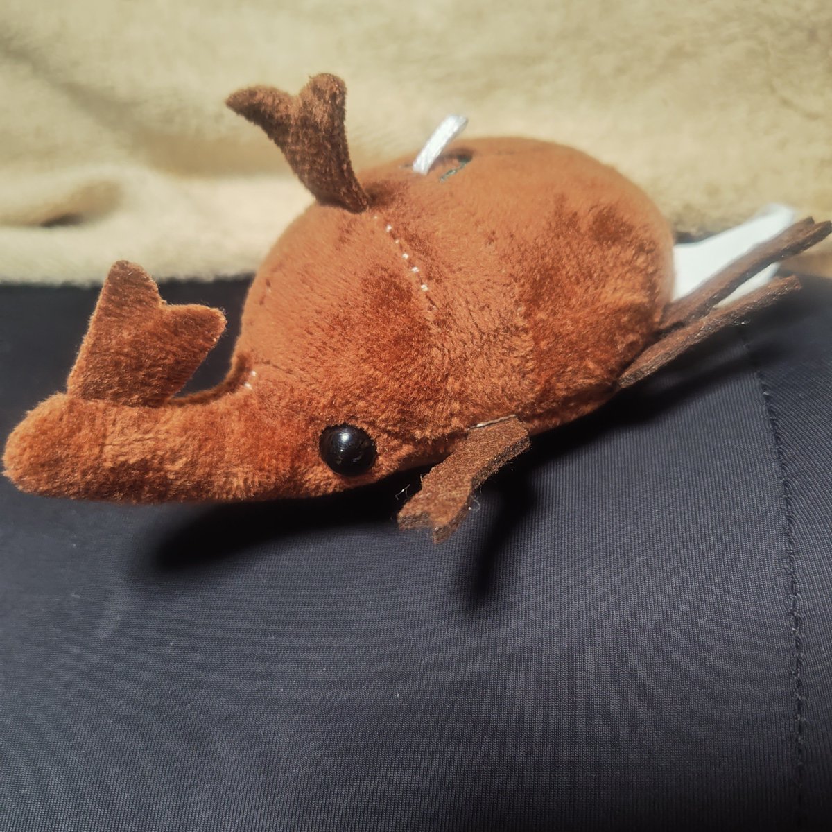 shake_hashira's tweet photo. カブちゃんのぬい。バッグとかにも付けれるやつ。作りは雑だがおめめが本物のカブトムシぽいとこが可愛くて一目惚れでポチ。赤いから郵便カブトだねぇ🏣私の周りは赤みのあるカブトを郵便カブトって呼んでた。 https://t.co/QcioZbNbPO