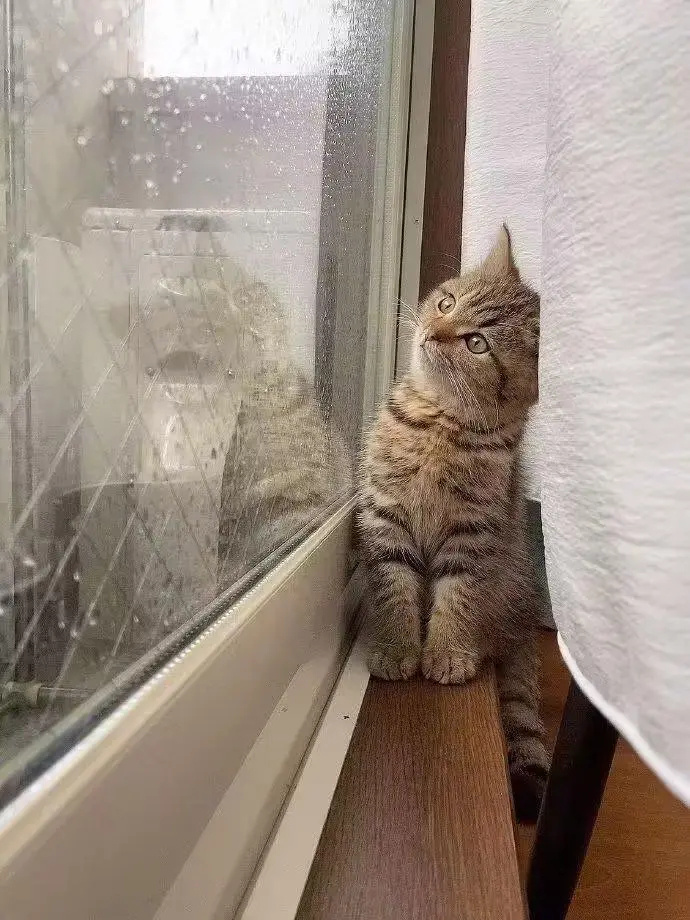 AngeloJaco46928's tweet photo. Cozy rainy Sunday at home, making hot tea while my cat naps on the windowsill—little quiet joys make the best days. https://t.co/afTuaEMGBy