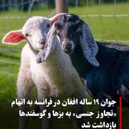Janan_SHK's tweet photo. @F7_Arash بز های بخت برگشته ی فرانسه و بریتانیا هم آیا جز اهل بیت حساب میشن یا نه ؟ https://t.co/HkFHKIRbz8