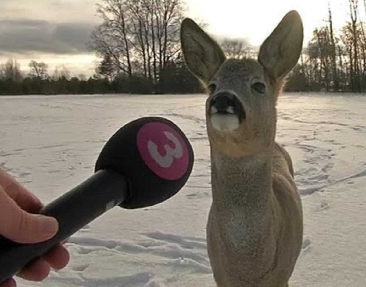 ostiapedri's tweet photo. everytime i see dis video it kills me how much he looks like dis photo of a deer getting interviewed https://t.co/v8gOGdike0