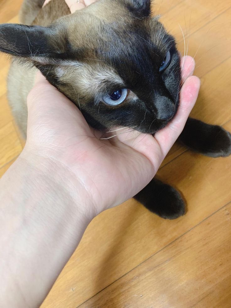Saniberrycake's tweet photo. Sani’s first person POV with cats!!!!🤳🏻🥺
#최산 https://t.co/nB5IhxTOMA