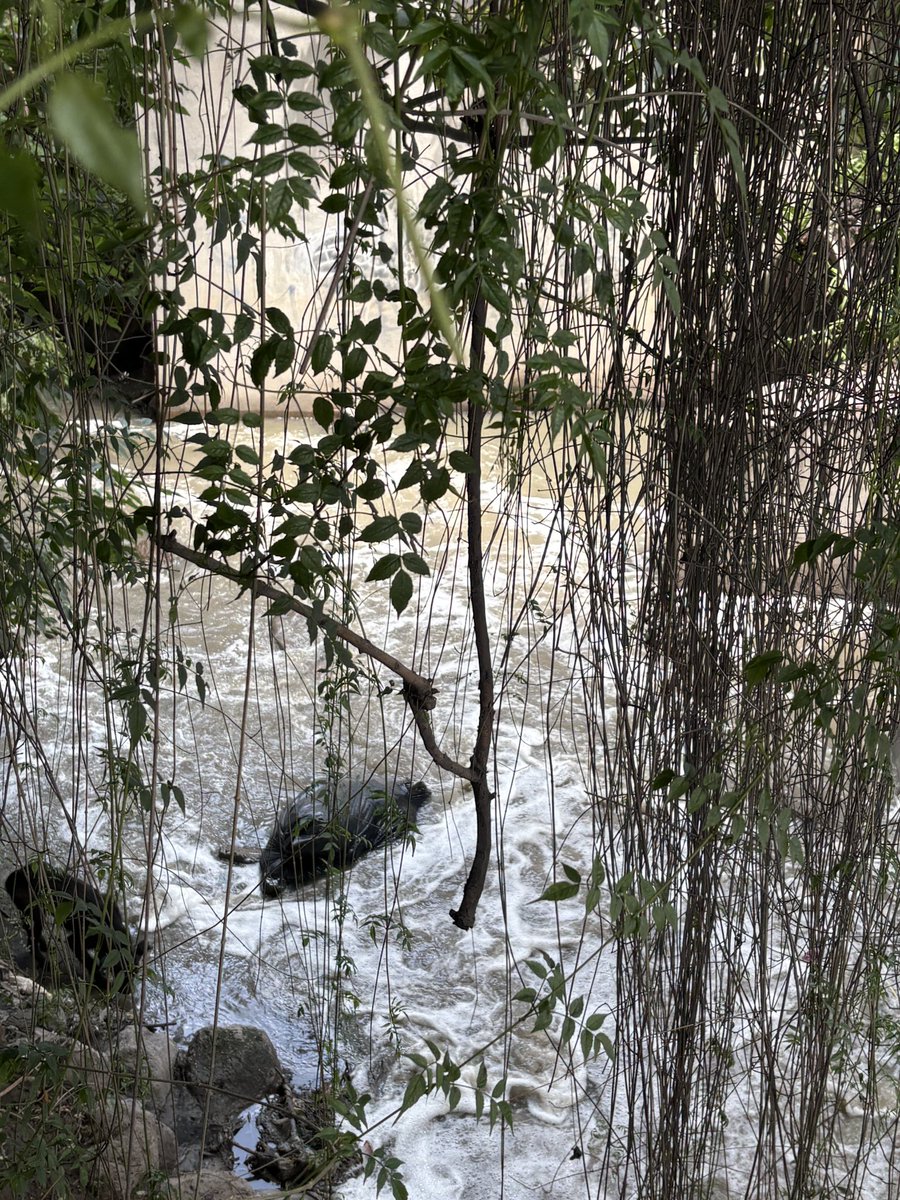 cesar_avila92's tweet photo. Hay una bolsa negra tirada  con forma algo extraña en este canal. 
¿No estaría de más que le echaran un vistazo @FiscaliaEdomex?
Es sobre la carretera federal México-Texcoco, esquina con Miguel de la Madrid, a un lado del CUO aquí en San Vicente Chicoloapan. https://t.co/Ab6Z5kGhIk