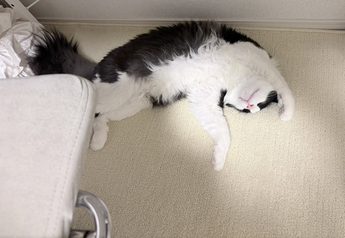 ny_mu's tweet photo. 椅子の下でひっくり返っておるw https://t.co/lf4sQuqMXU