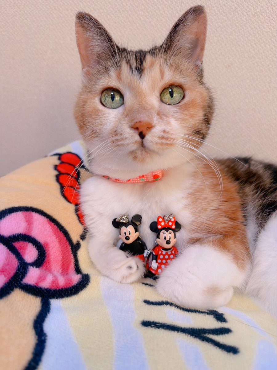 にゃあちゃん様 完成品ご確認ページ Post by あめちゃん🐱 on X: 🐱