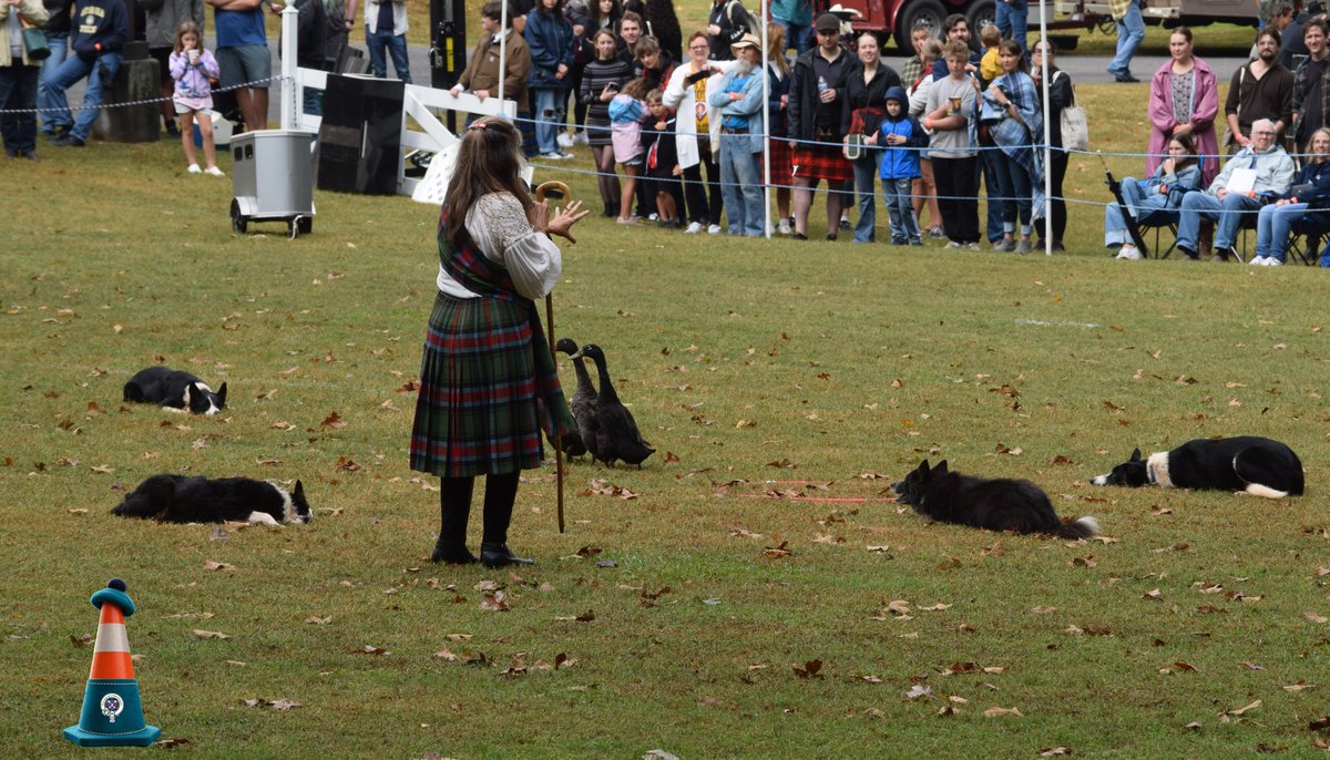 SMHG1973's tweet photo. The Party Puppys are always welcomed at SMHG. 
Scottish sheep dogs are featured in on our main field by Carol Anne Bailey and her Border Collies from The Red Creek Farm from Townville SC to entertain the crowd with their herding abilities.
https://t.co/1iCcvXMsqO https://t.co/WFBNIOJS7D