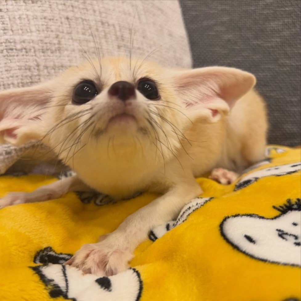 SawftFox's tweet photo. When people ask to speak to the supervisor and I realize that’s me. https://t.co/QneBlxueBn