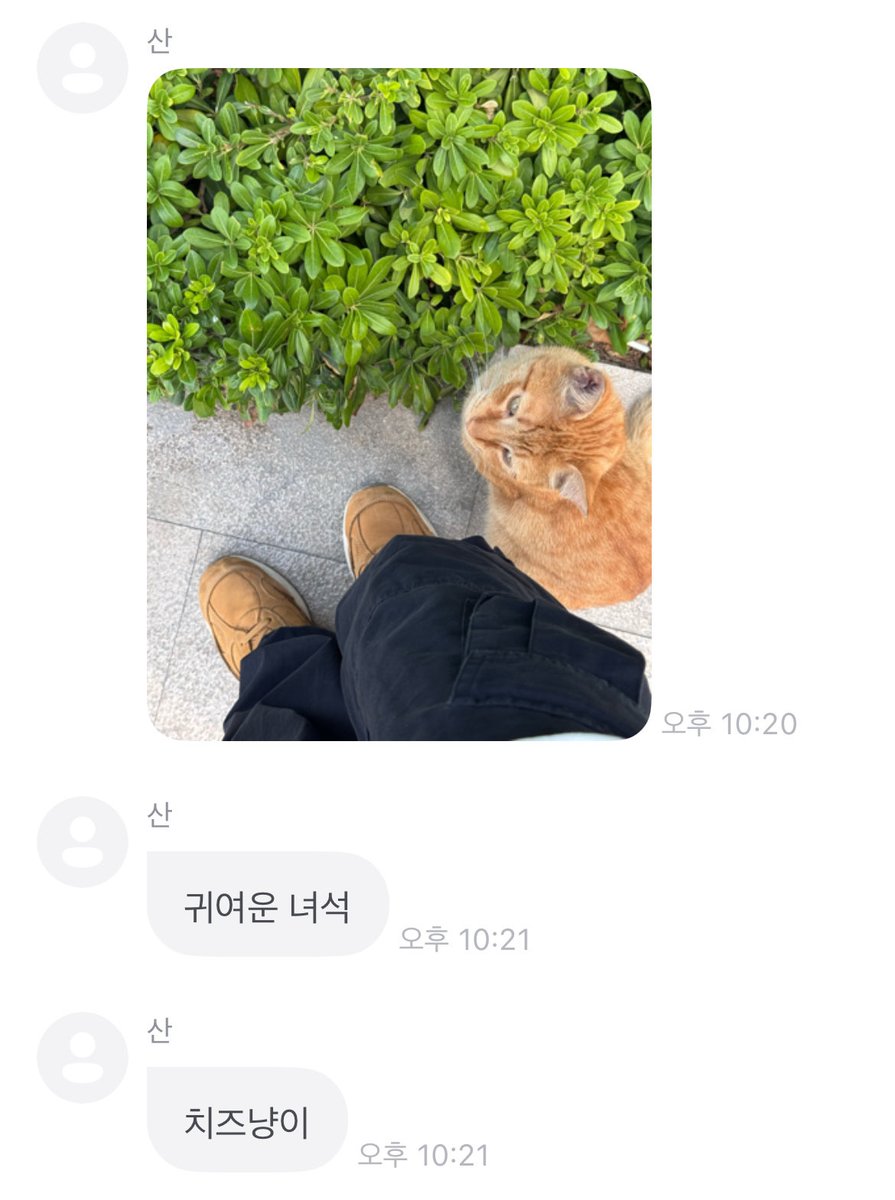 247365_SAN's tweet photo. 치즈냥이 ♡ 치즈냥이 https://t.co/MI3WhneRq6