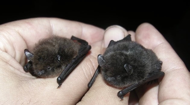 urgoregff's tweet photo. happy baturday !! here are two little cuties for u 🦇🖤 https://t.co/cYMh9Lc8SF