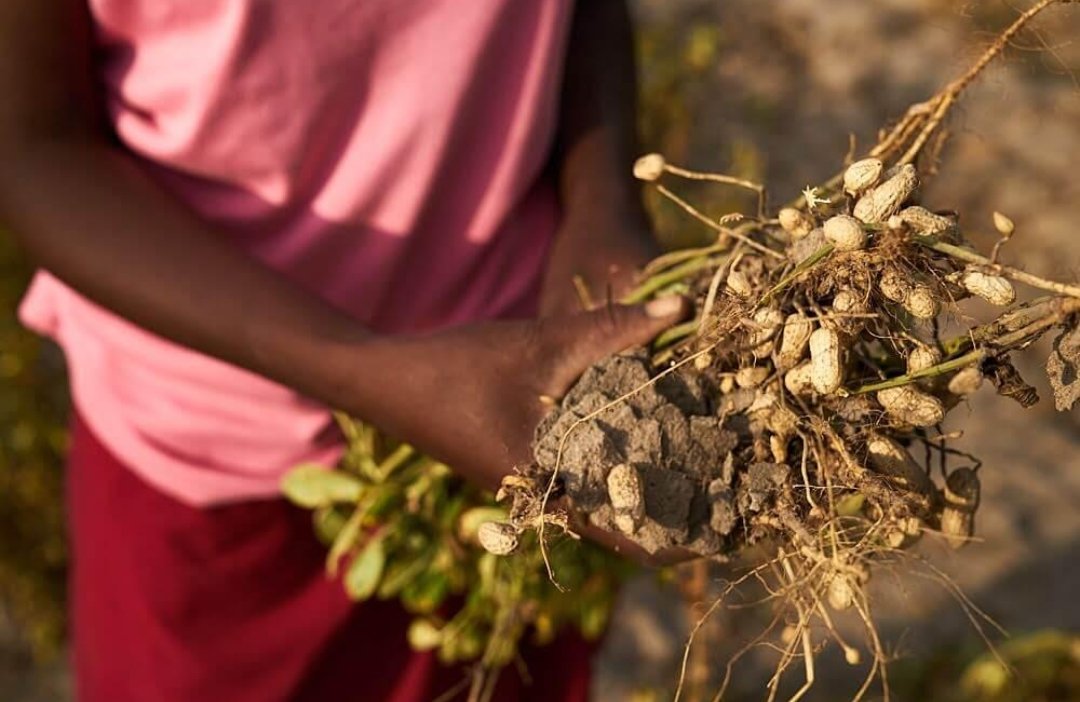 MisoziZuluu's tweet photo. 🥜🇿🇲 Groundnuts are an important crop in Zambia and appear in many local food traditions. From roasted snacks to sauces and cooking, this humble ingredient shows how everyday Zambian agriculture connects directly with the kitchen.🍽️🌱
#Zambia #ZambianFood #Groundnuts #AfricanFood https://t.co/uQhferIEou