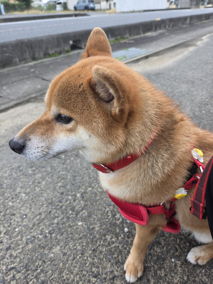 n_kei09's tweet photo. サク散歩～✌️ https://t.co/GBPhfyytIU