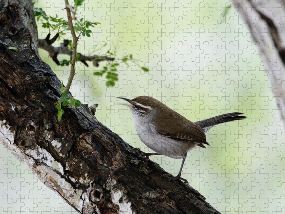 DebraMartz's tweet photo. The Bewick's Wren is one of those small birds whose vocalizations are surprisingly big and loud.
https://t.co/ofZUhmCe3Q
@DebraMartz
#bewicks #wren #birdlovers #puzzle #giftidea https://t.co/DudjHdg4oL