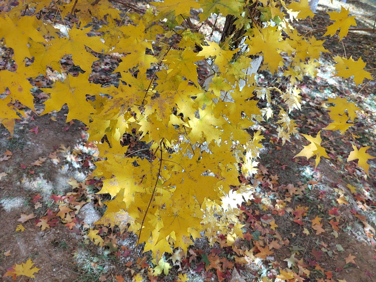 Felghast's tweet photo. [Morning fall breeze + golden maple leaves = perfect start to the weekend ]， https://t.co/GsxvcsvVMC