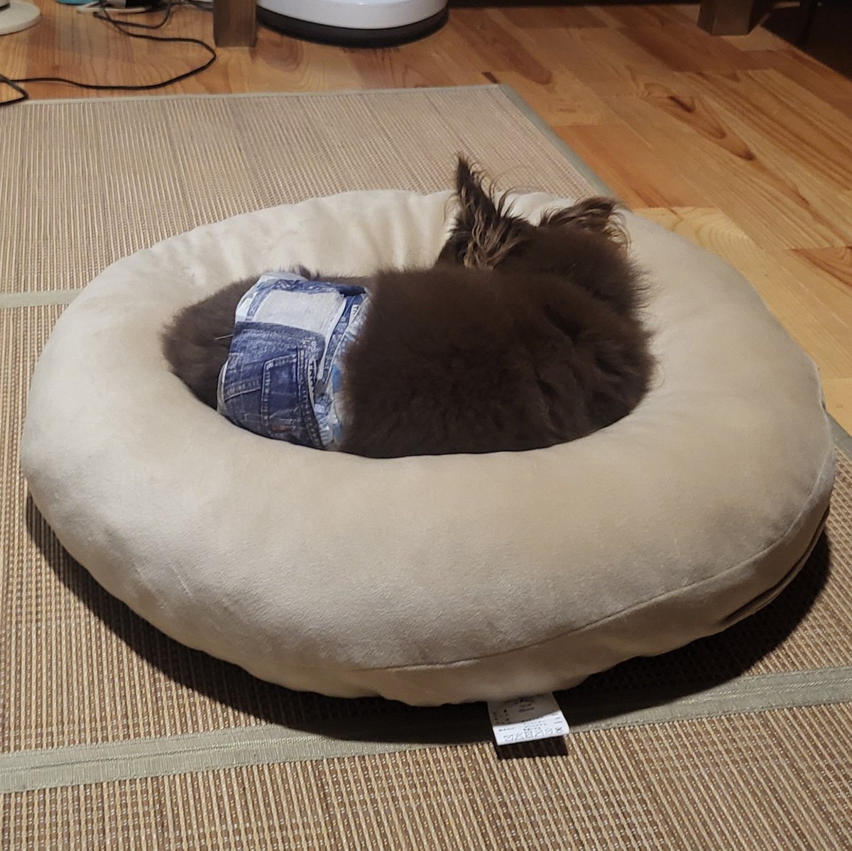 kinok_o's tweet photo. 帰省する子供のために買ったふわとろクッション、一瞬で完全にイッヌにとられた https://t.co/H09UPIa991