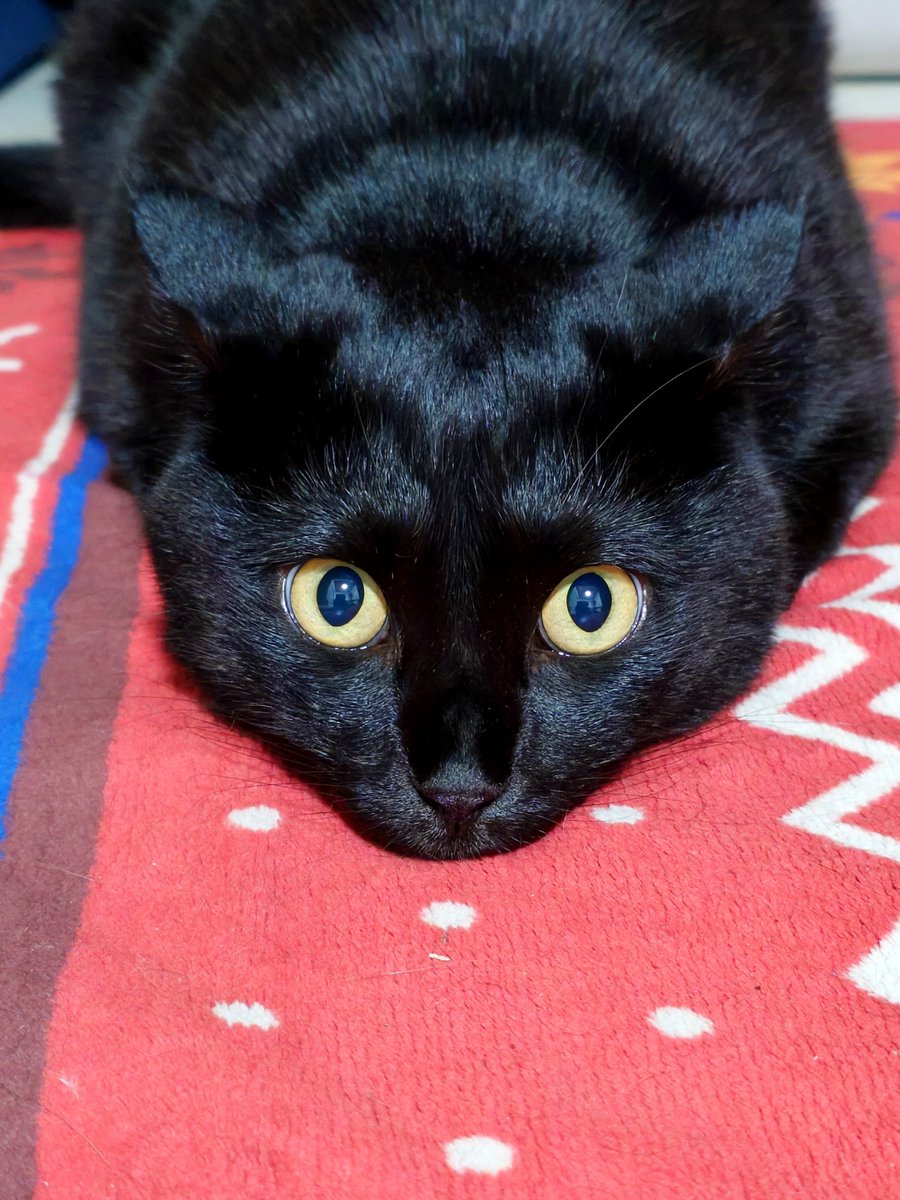 konbu0330's tweet photo. イカ耳シャキーン https://t.co/TthuE4KAFo