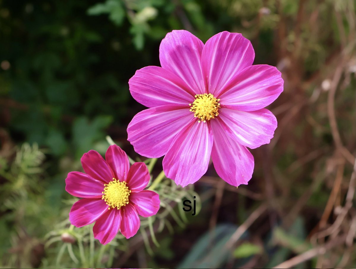 SandraBeeKind's tweet photo. Happiness lives
inside the smallest moments. 

…Just 'cause somethin' ain't been done
Don't mean it can't be did...
Shel Silverstein ✍️
Every Thing on It

#PositiveMindset 
#FlowerPhotography
#GardenJoy 
#NatureIsArt
#NatureLover https://t.co/aZNIupcM4E