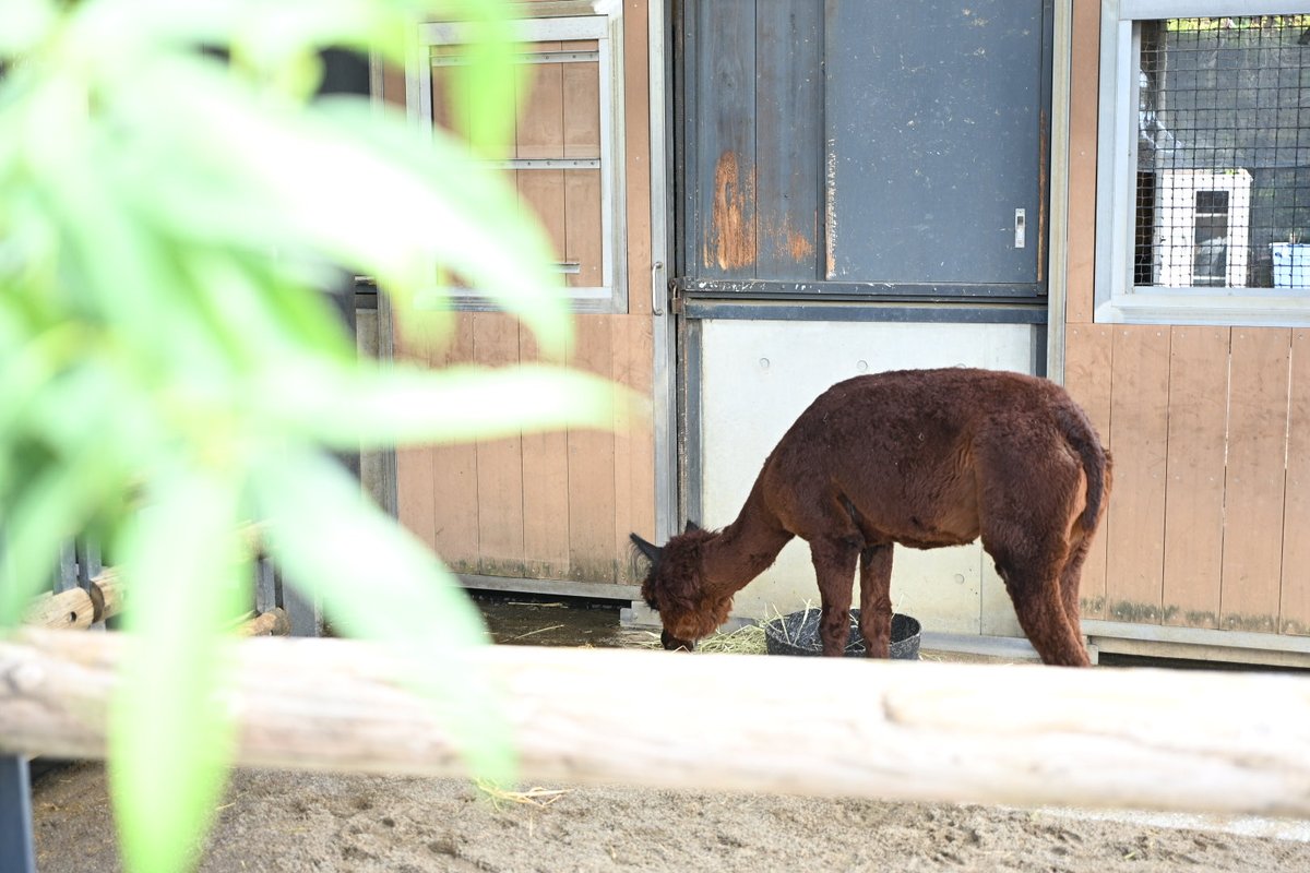 tomatomoto_s's tweet photo. 上野動物園のアルパカ、モコちゃんに会ってきました🦙
もくもくとごはん中だったけど、きれいに毛刈りされてお元気そうでよかった！

同居人(?)のヤギさんとごはんとりあってたけど、��良くね🤝

#アルパカ https://t.co/JCOKhm8yEj
