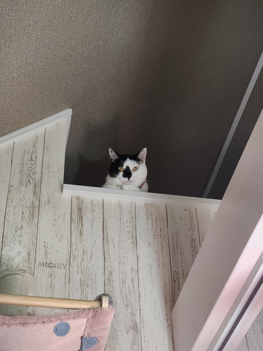Tillnell_'s tweet photo. 我が家には
どしたん？話きこか？？
の猫がよく出現する https://t.co/HHDkCARNAJ