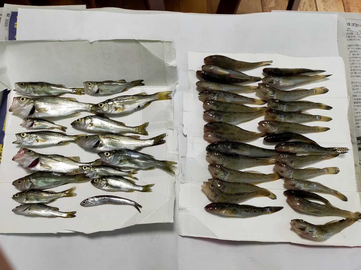 32613261's tweet photo. 5年ぶりくらいのハゼ釣り🎣
楽しそうでよかった！
朝早く行った甲斐があった https://t.co/Gs5vVWb6AA