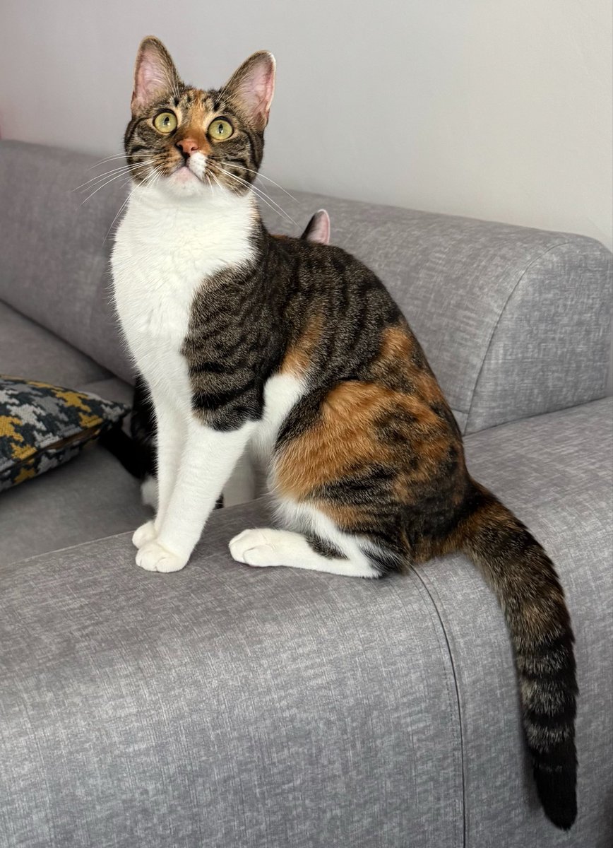 catandhearts's tweet photo. Tek istediği insan teması olan bir kediye yuva bulamamak… Coğrafya gerçekten de kaderdir🥺 https://t.co/ivshLcVgSC
