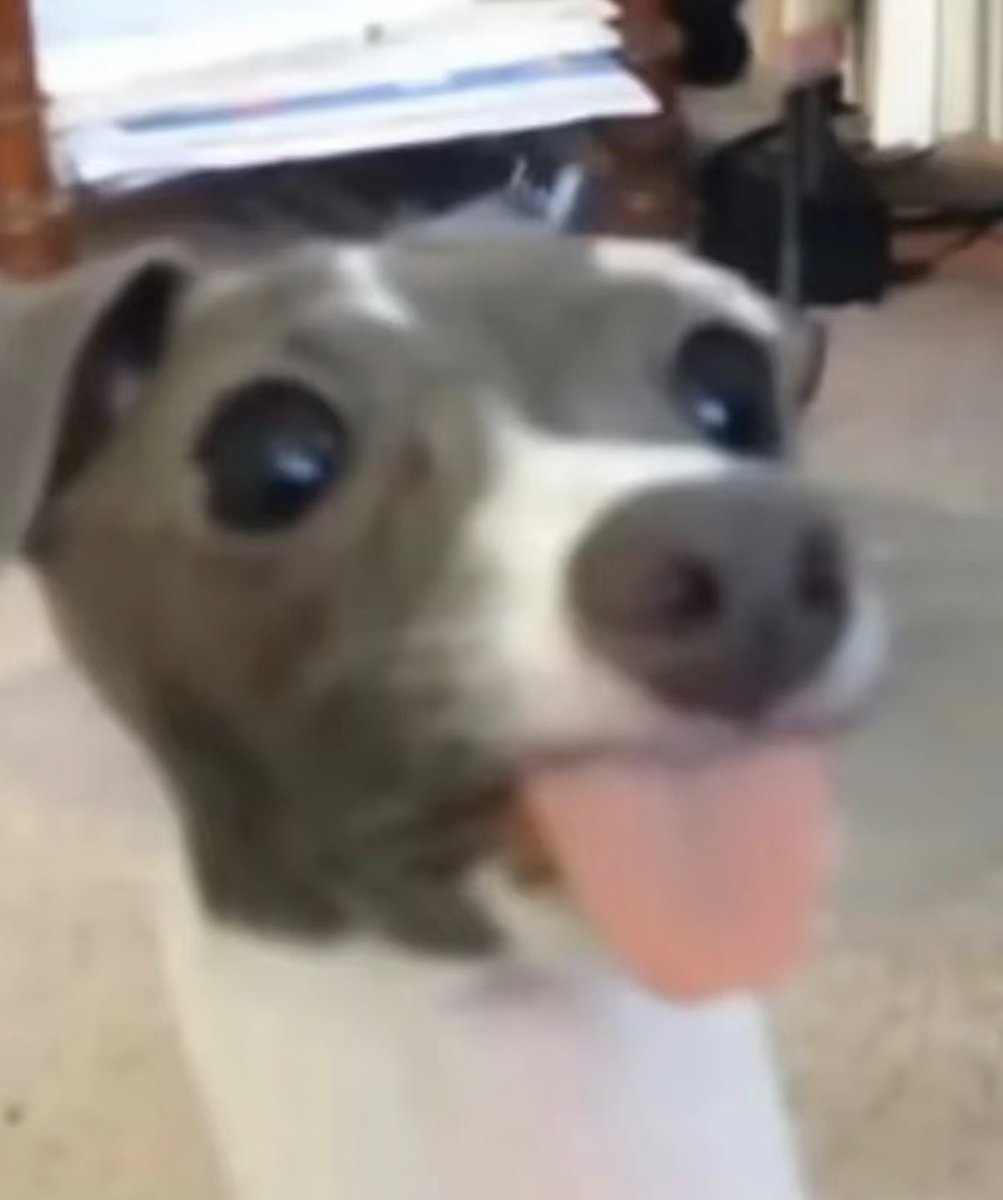 twaniimals's tweet photo. https://t.co/v3coBzZFdD