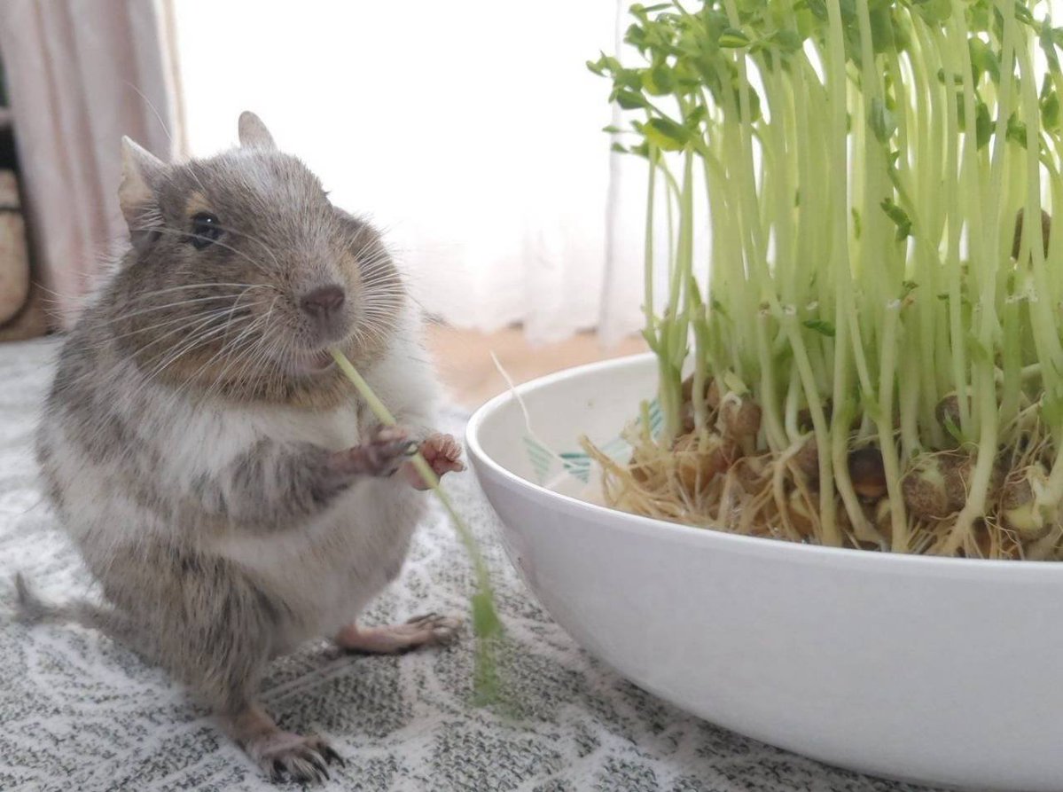 hamuCollon's tweet photo. 今日の推し活(まだら+α)の戦利品たち🐭🌿🩷✨
画像のまだらをモリナガアメさん、suiseiさんに描いていただき素敵なグッズにしていただきました🥹
まさか姉妹で描いていただけるとは！
本当にありがとうございました🫶🏻
楽しかったー！！
#デグーとゆかいな仲間たちin大阪 https://t.co/hFCCsZuiX1