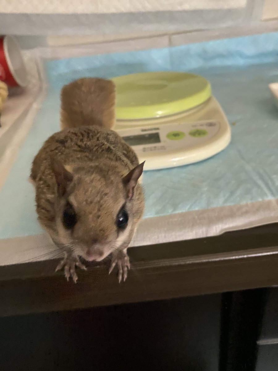 luckysquirrel1's tweet photo. リーフくんのうんち今一歩安定しないので前回よりお腹に効く漢方出してもらったよ
もっとほしいのね
何でも好きで助かるわ
#アメモモのリーフ https://t.co/0rLnO5gMly