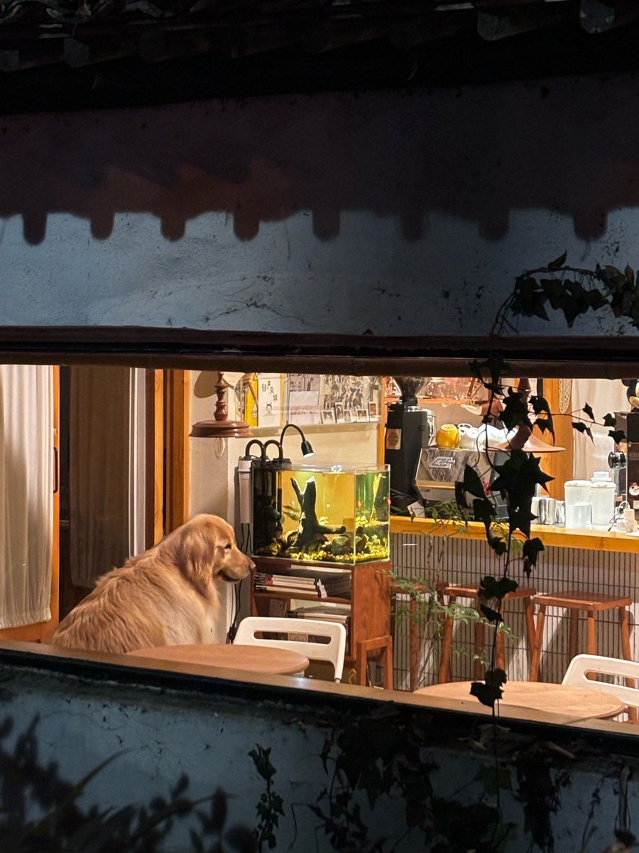 JuneEva69451504's tweet photo. Rain-soaked street corner with a neon dog sign glowing bright, a stray cat napping on a wet fire hydrant. https://t.co/48eNaGRLt3