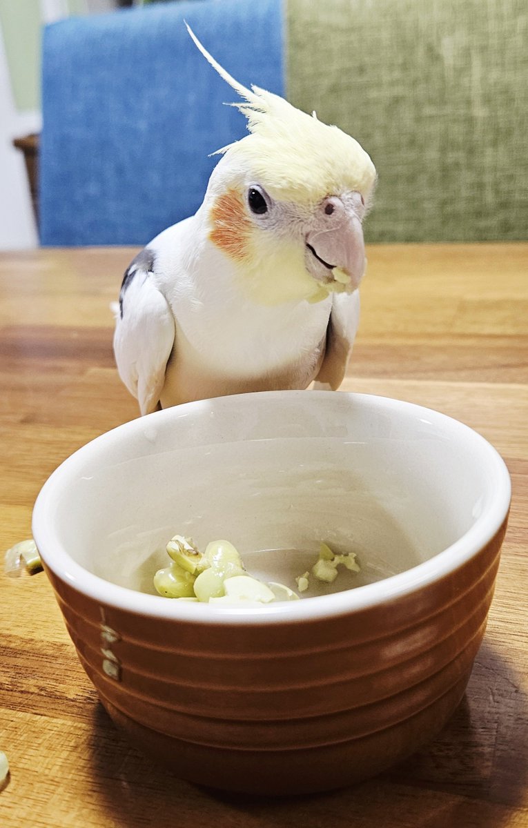 o__Nicky__o's tweet photo. 8月14日
ドンくん５歳のお誕生日迎えました！
常に控えめな性格の長男鳥
お誕生日は一番に好物の枝豆あげました🫛
何にでもすぐビビる男なのに久々の枝豆はすんなり爆食

毎日癒しをありがとう🥰️
お誕生日おめでとう❣️
 #オカメインコ
 #ミディアムパイド
 #happybirthday https://t.co/AWoBTG4sx5