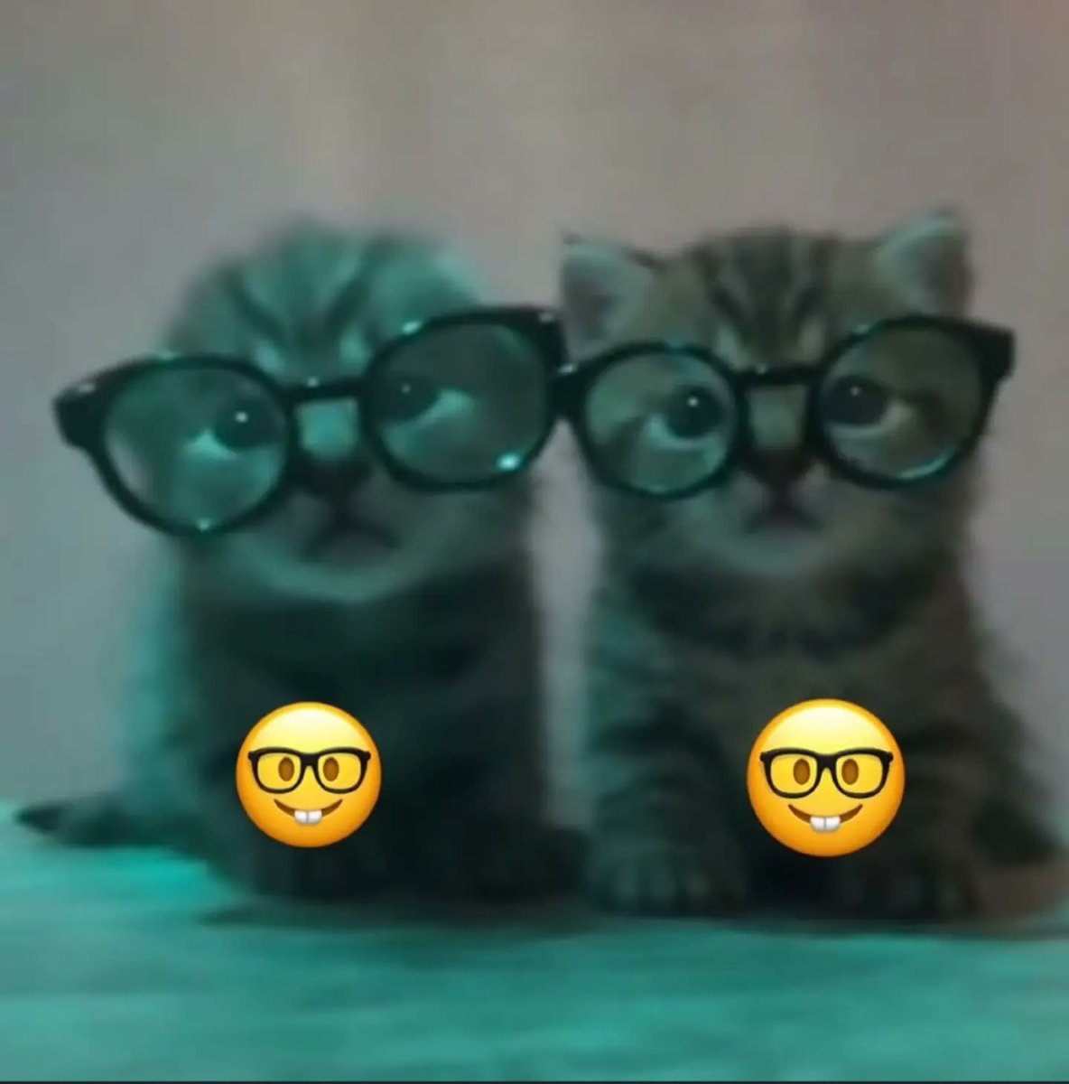 catsworldaura's tweet photo. https://t.co/TI2gn9qJSG